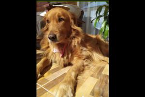 Memorias de Mascotas Sin datos  Memorias de Mascotas | DELFINA MONTEMAYOR